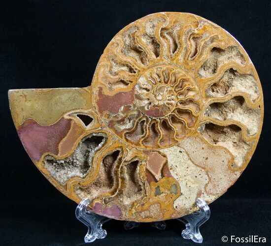 Inch Split Ammonite (Half) #2650